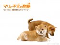 A Tale of Mari and Three Puppies wallpaper