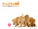 A Tale of Mari and Three Puppies wallpaper