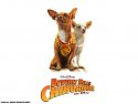 Beverly Hills Chihuahua wallpaper