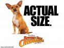 Beverly Hills Chihuahua wallpaper