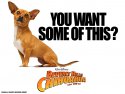 Beverly Hills Chihuahua wallpaper