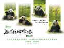 Trail of the Panda wallpaper