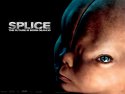 Splice wallpaper