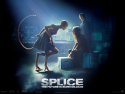 Splice wallpaper