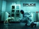 Splice wallpaper