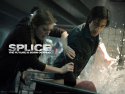 Splice wallpaper