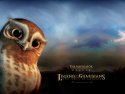 Legend of the Guardians: The Owls of Ga'Hoole wallpaper