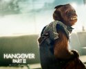 The Hangover Part II wallpaper