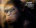 Rise of the Planet of the Apes wallpaper