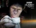 Rise of the Planet of the Apes wallpaper