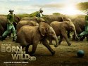 Born to Be Wild wallpaper