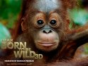 Born to Be Wild wallpaper