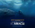 Big Miracle wallpaper