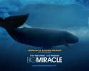 Big Miracle wallpaper