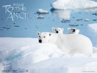 To the Arctic 3D wallpaper