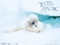 To the Arctic 3D wallpaper