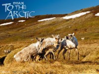To the Arctic 3D wallpaper